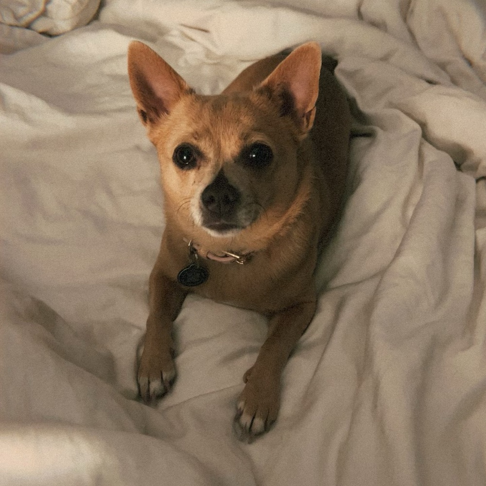 Meet your Posher, Lulu